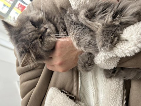 Ücretsiz british longhair ona aile olabilecek