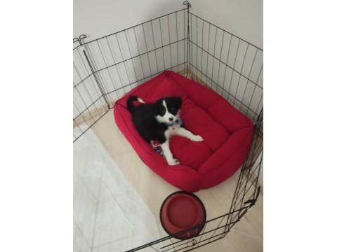 Süper maryo köpeğimiz