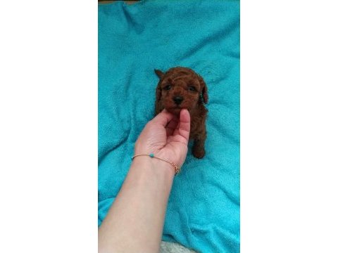 Ankaranın en seçkin toy poodle yavruları