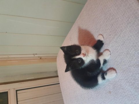 60 günlük exotic shorthair kırma ücretsiz