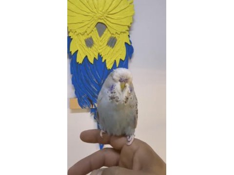 Erkek show jumbo bebek yavru kaliteli vasıflı muhabbet