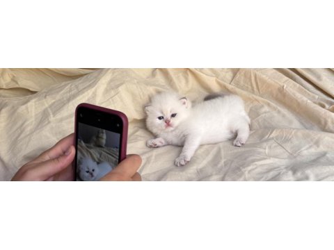 Ns11 dişi yavru british longhair