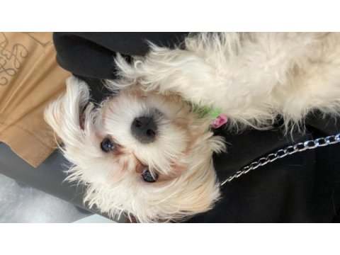 Dişi maltipoo yavru