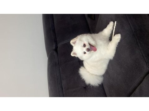 Erkek pomeranian