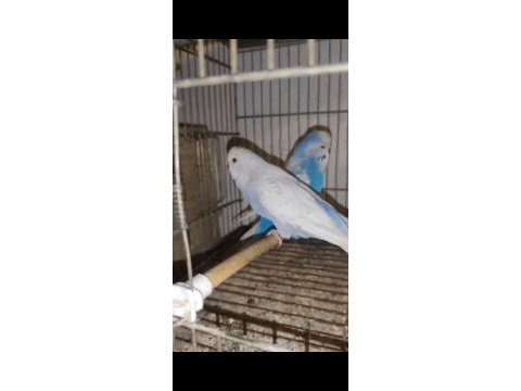 Jumbo takım muhabbet kuşu