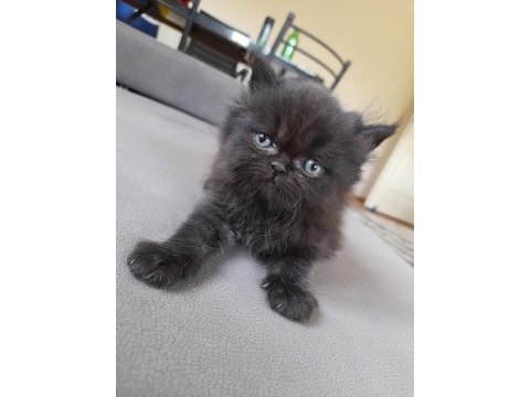 Chinchilla yavrularımız yeni yuvalarını bekliyor