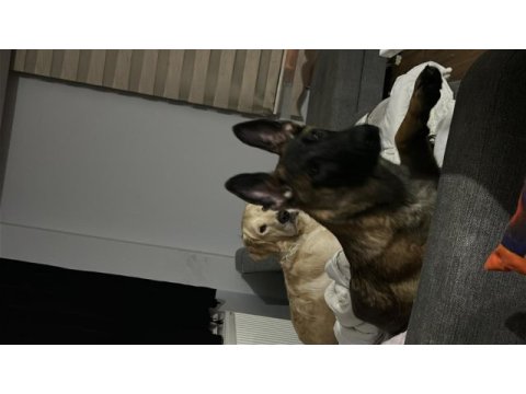 4,5 aylık erkek malinois