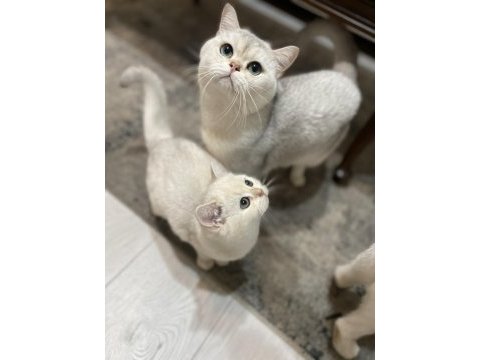 3 aylık british shorthair eşsiz renk