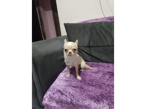 Chihuahua 16 aylık
