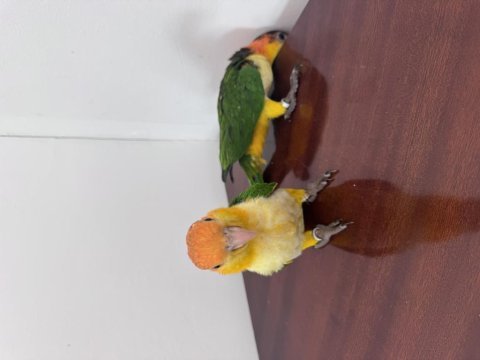 Caique papağanı portakal kafa çok şirinler