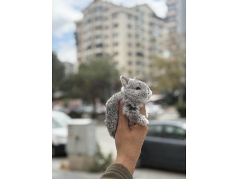 Özel renk cüceler hazır