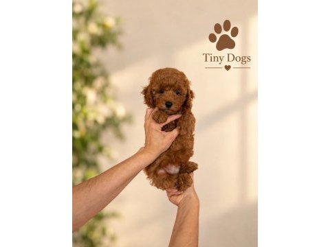 Sevimli mini poodle bebeklerimiz