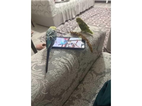 Çift muhabbet kuşumuz