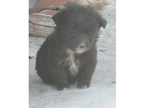 Bi kaç tane olduğu için bakamıyorum o yüzden veriyorum