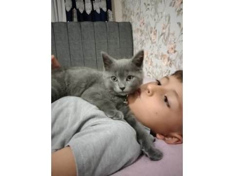 2 aylık british shorthair
