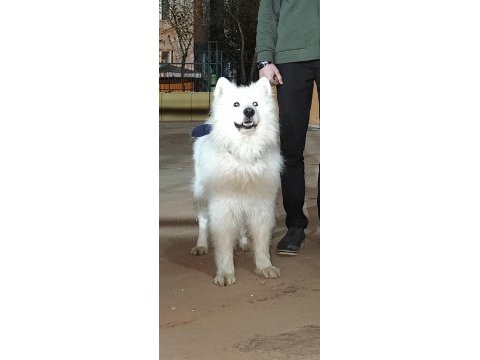 Samoyed süs köpeği 9 aylık