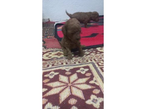 Toy poodle yavrularımız sizlere dost olmaya hazırdır