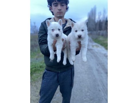 Üst kalite beyaz mavi göz husky yavrular
