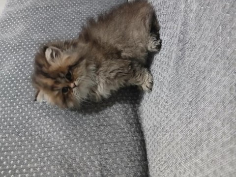 Anne iran , baba british shorthair golden