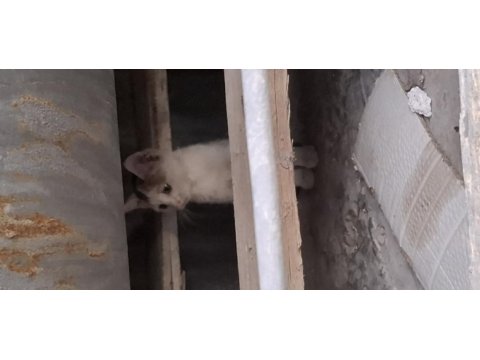 Annesi öldü acil yuva aranıyor