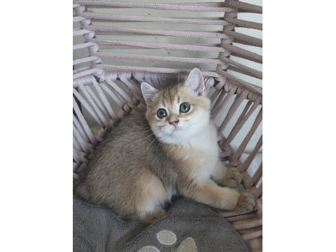 Şecereli anne ve babadan british shorthair yavrular
