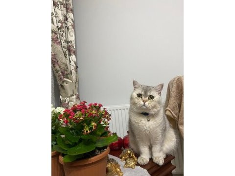 British shorthair kedimiz