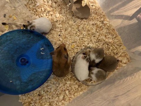 Yavru hamster sahiplendirmeler