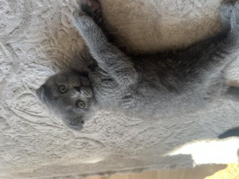 Çok sağlıklı cinnamon ve duman renk scottish fold yavrular