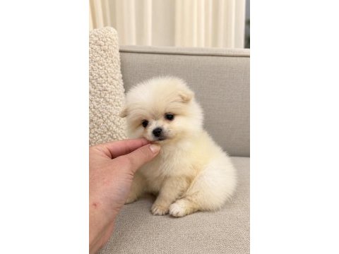 Pomeranian boo mini boy erkek