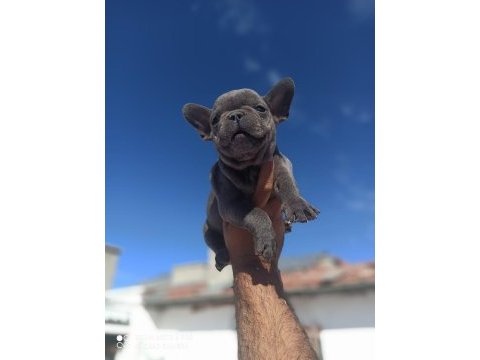 French bulldog