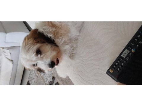 Havanese terrier 5 aylık