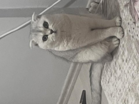 Kedim 1 buçuk yaşında british shorthair acil