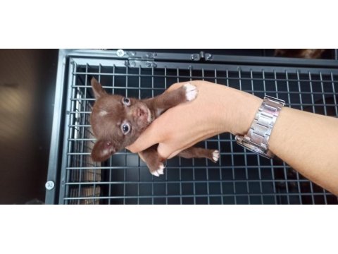 Şivava (chihuahua)