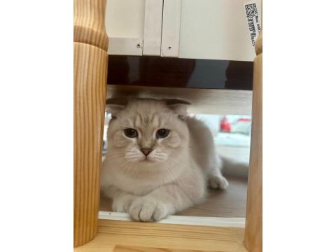British shorthair lynx