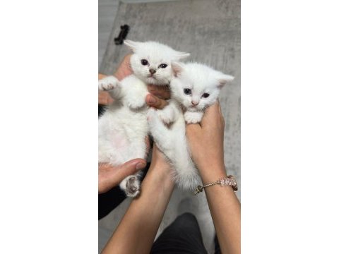 Erkek british shorthair