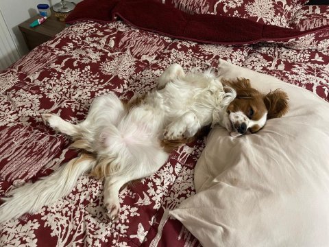 Evinizin neşesi rom cavalier king