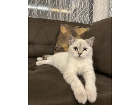 British shorthair kızıma eş arıyorum