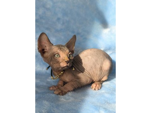 Naked beauty sphynx cattery kedimiz
