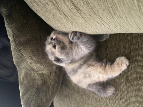 Bebek surat dişi scottish fold