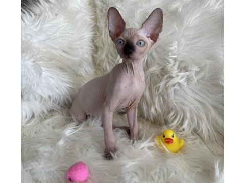 Sphynx sfenks tüysüz dişi erkek yavruları