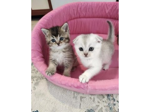 A kalite british shorthair yavrular