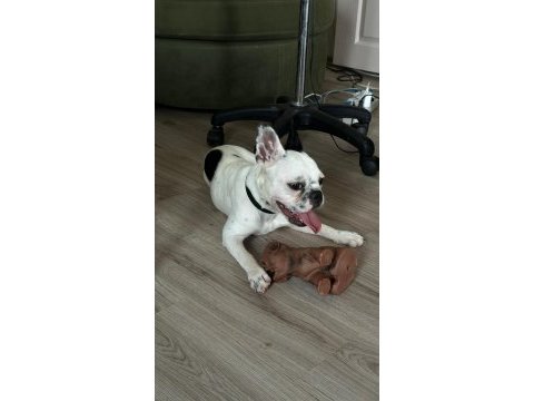 8 aylık tüm aşıları kimlik çip tam dişi french bulldog