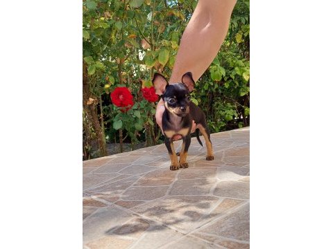 Mini boy chihuahua