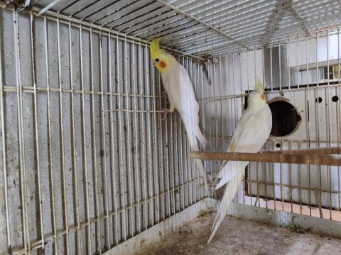 Uygun yollu sultan papağanı takımları veriyorum