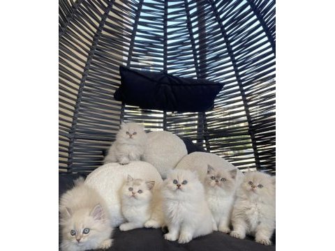 British longhair point bicolor