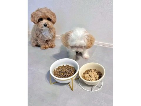 Maltipoo kore babanin muhteşem yavruları
