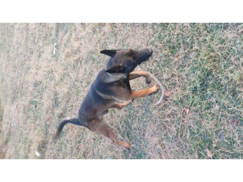 Belçika malinois