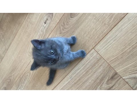 British shorthair yavru kedimiz