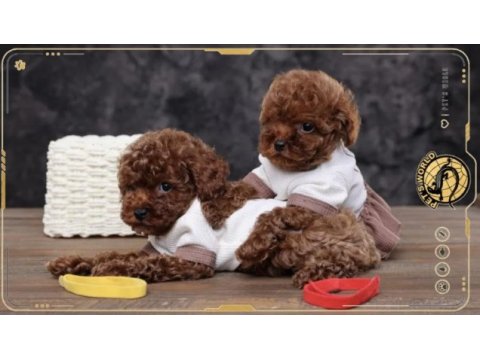 Toy poodle yavrularımız