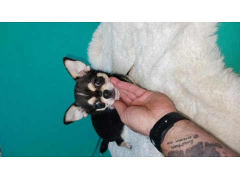6 aylık chihuahua erkekler